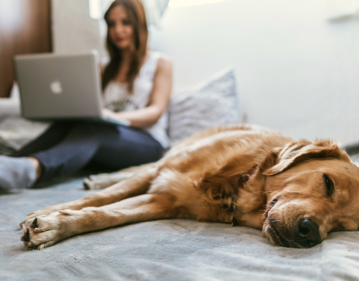 Woman working at home with sleeping dog